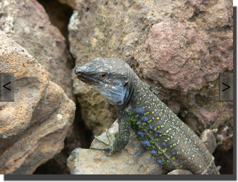 Gallotia galloti eisentrauti